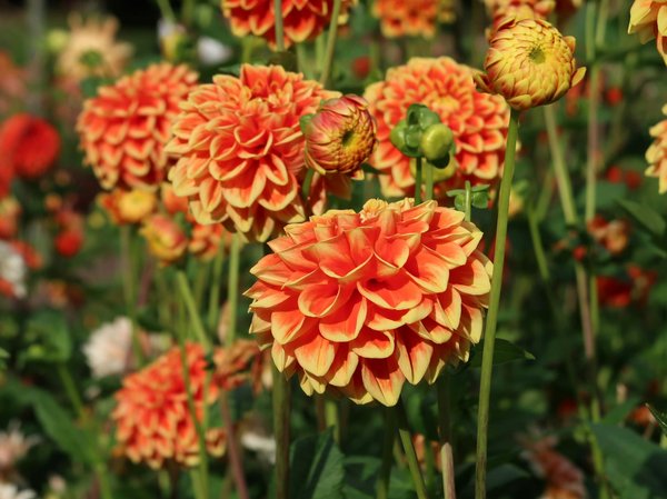 Table en céramique : quels désavantages ?