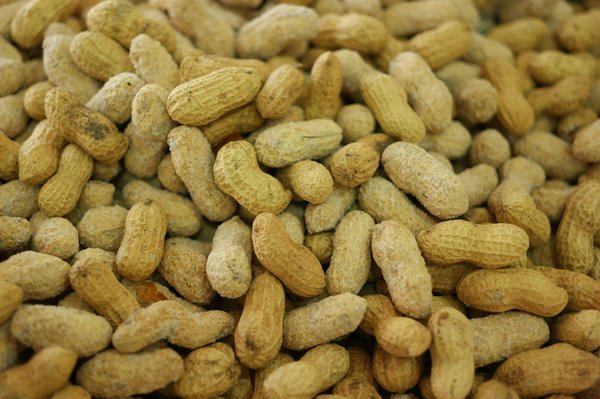 Cacahuetier : que savez vous sur cette plante ?